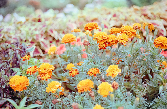19 Carlos Castro - Kodak Gold 200 por Arca Film Lab (Septiembre 2024) - Rollo 0343