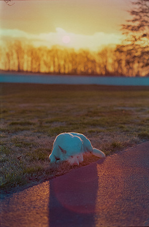 13 Todd Morales - Fujifilm Pro400H por Arca Film Lab (Agosto 2024) - Rollo 0225