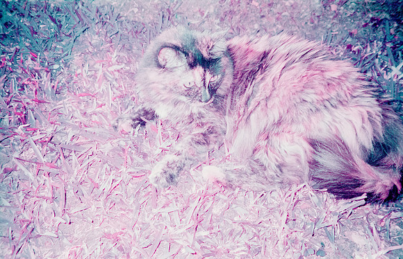 28 Natalia Mendoza - Lomography Purple por Arca Film Lab (Mayo 2025) - Rollo 1019