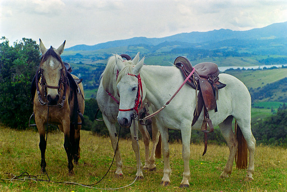 15 Annalu Gálvez - Fujifilm 200 por Arca Film Lab (Marzo 2024)