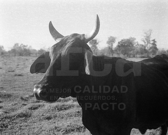 09 Fabriccio Díaz - Ilford HP5 400 Plus 120 por Arca Film Lab (Febrero 2024)