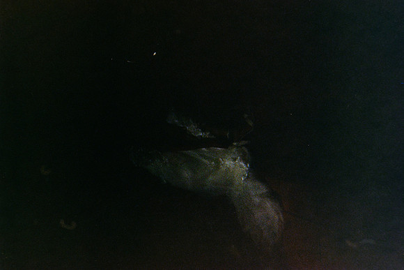 07 David Kai - Kodak Gold 200 por Arca Film Lab (Febrero 2024)