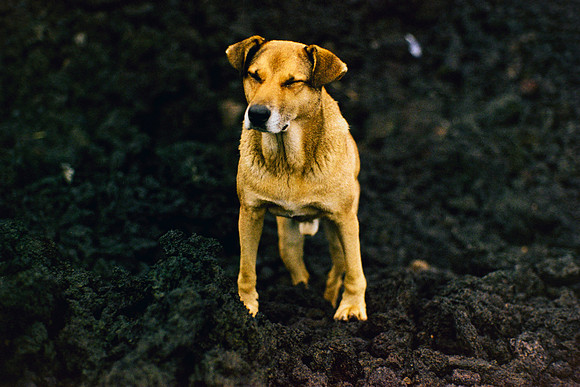 15 Daniel Perez - Kodak Gold 200 por Arca Film Lab (Marzo 2024)