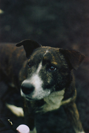 17 Daniel Perez - Kodak Gold 200 por Arca Film Lab (Marzo 2024)