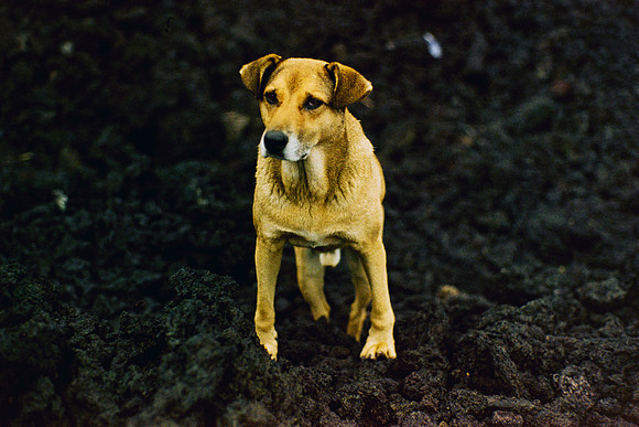 14 Daniel Perez - Kodak Gold 200 por Arca Film Lab (Marzo 2024)