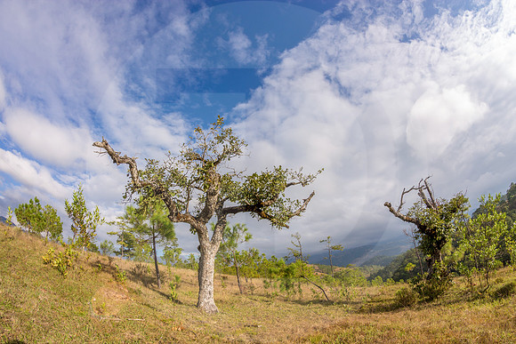 Strange Trees (Perfect for Night Timelapse)