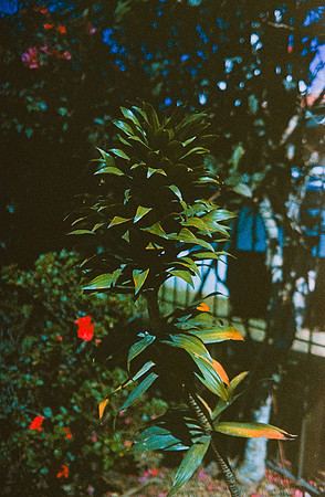 14 Carlos Quintero - Kodak Ektachrome 100 por Arca Film Lab (Marzo 2025) - Rollo 0772
