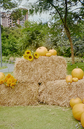 29 David Santiago - Kodak Gold 200 por Arca Film Lab (Enero 2025) - Rollo 0702