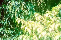 19 Ronald Ottoniel - Kodak Vision 3 500T por Arca Film Lab (Febrero 2025) - Rollo 0868