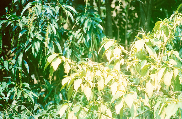 19 Ronald Ottoniel - Kodak Vision 3 500T por Arca Film Lab (Febrero 2025) - Rollo 0868