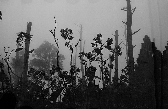 07 Guilia Trobbiani - Fomapan 100 por Arca Film Lab (Abril 2025) - Rollo 0933