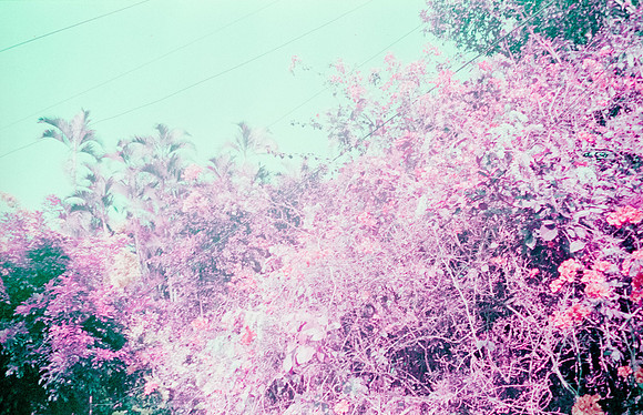24 Natalia Mendoza - Lomography Purple por Arca Film Lab (Mayo 2025) - Rollo 1019
