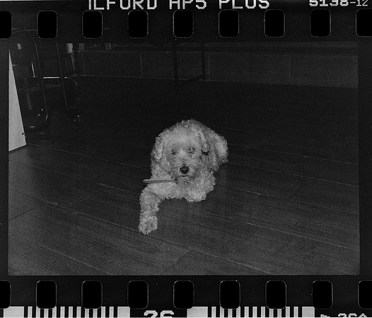 28 Carlos León - Ilford HP5 Plus 400 por Arca Film Lab (Abril 2024)