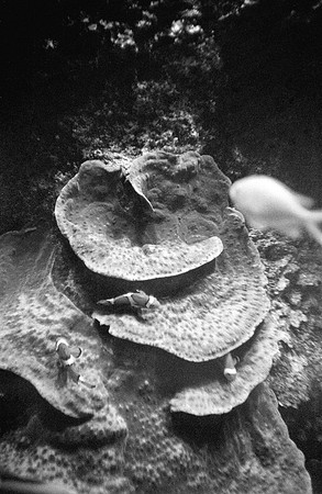 09 Julián Samperio - Kentmere 400 por Arca Film Lab (Noviembre 2024) - Rollo 0479