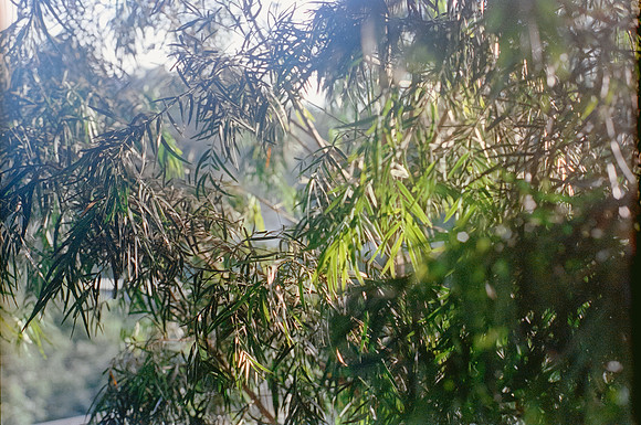 12 Chango - Kodak Portra 400 Con Bordes por Arca Film Lab (Abril 2024)