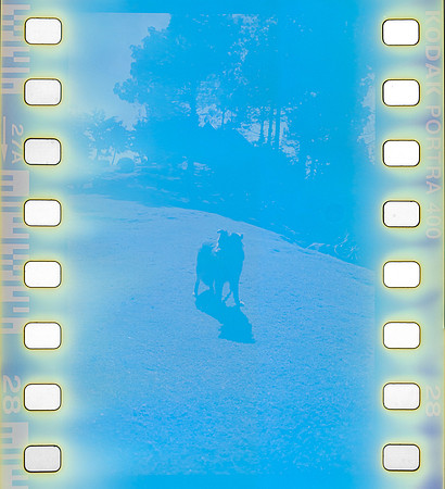 23 Omar Véliz - Kodak Portra 400 por Arca Film Lab (Agosto 2024) - Rollo 0300