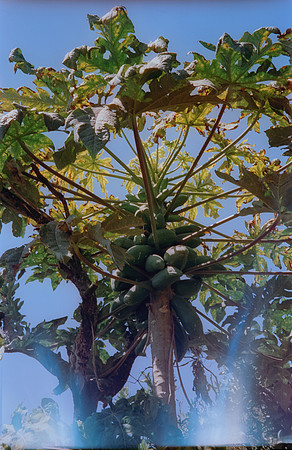 06 Hector Antonio - Cinestill 400D por Arca Film Lab (Abril 2024)