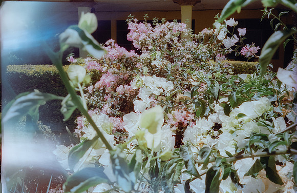 20 Hector Antonio - Cinestill 400D por Arca Film Lab (Abril 2024)