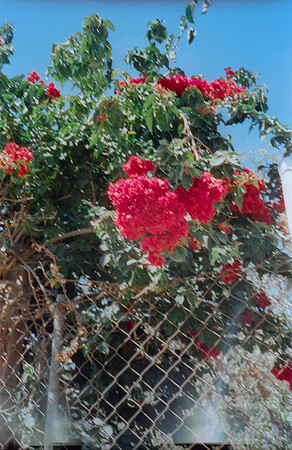 08 Hector Antonio - Cinestill 400D por Arca Film Lab (Abril 2024)