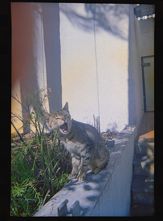 14 Carlos León - Kodak 800 27 Fun Saver por Arca Film Lab (Abril 2024)