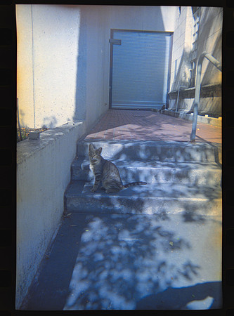 16 Carlos León - Kodak 800 27 Fun Saver por Arca Film Lab (Abril 2024)