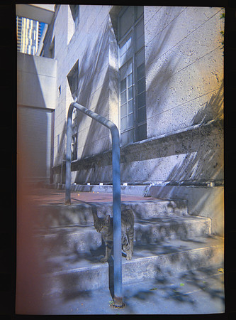 17 Carlos León - Kodak 800 27 Fun Saver por Arca Film Lab (Abril 2024)