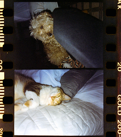 15 Carlos León - Kodak Gold 200 Half Frame por Arca Film Lab (Abril 2024)