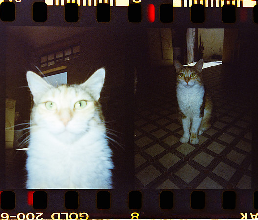 07 Carlos León - Kodak Gold 200 Half Frame por Arca Film Lab (Abril 2024)