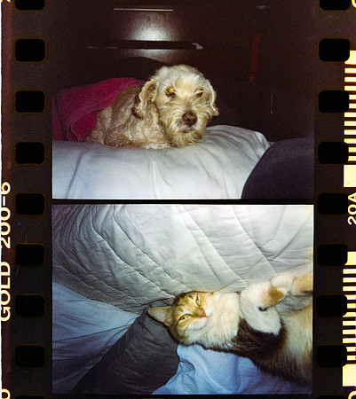 16 Carlos León - Kodak Gold 200 Half Frame por Arca Film Lab (Abril 2024)