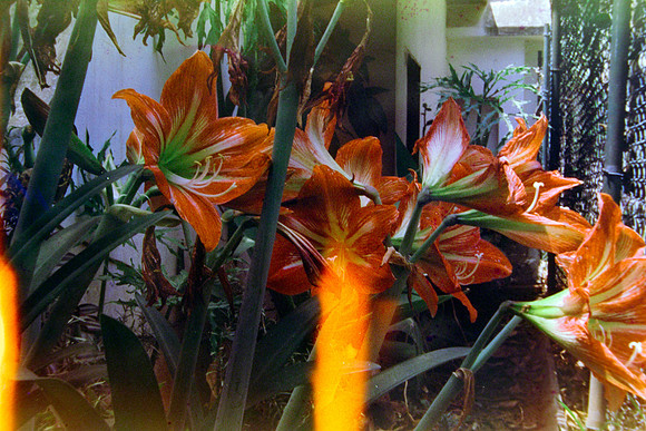 02 Raffy Peyré - Santa Gold 200 por Arca Film Lab (Abril 2024)