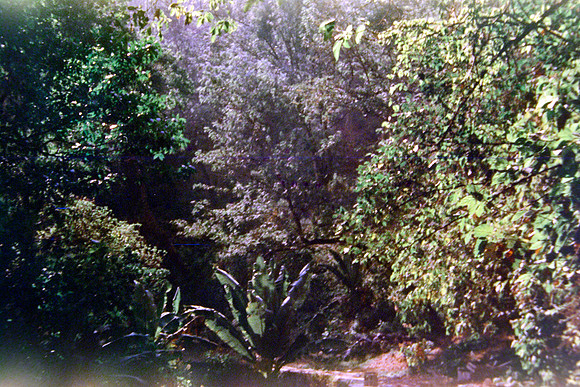 38 Raffy Peyré - Santa Gold 200 por Arca Film Lab (Abril 2024)