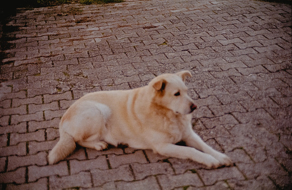 15 Marcela Alvarado - Kodak Gold 200 por Arca Film Lab (Febrero 2025) - Rollo 0770