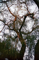 13 Londy Ramazzini - Kodak Gold 200 Film Lab (Agosto 2024) - Rollo 0282