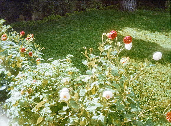 06 Sebastián Barillas - Kodak Ultramax 400 por Arca Film Lab (Febrero 2025) - Rollo 0783