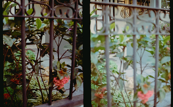 33 Natalia Mendoza - Kodak Gold 200 por Arca Film Lab (Abril 2025) - Rollo 0931