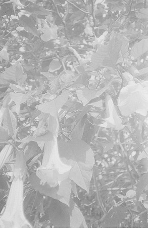 26 Julián Samperio - Kentmere 400 por Arca Film Lab (Noviembre 2024) - Rollo 0479