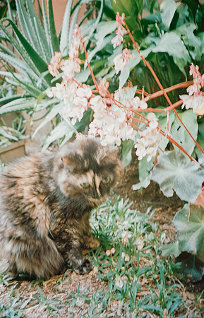 25 Natalia Mendoza - Kodak Aerocolor IV por Arca Film Lab (Abril 2025) - Rollo 0928