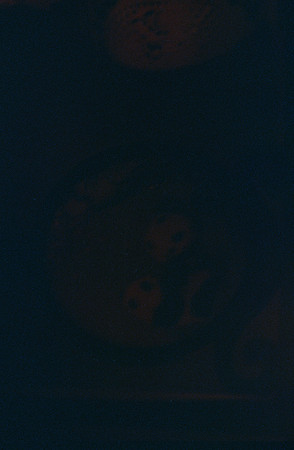 14 Ronald Ottoniel - Fujifilm Provia 100F por Arca Film Lab (Diciembre 2024) - Rollo 0535