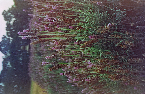 23 Rafael Peyré - Cute Color New York 400 por Arca Film Lab (Junio 2025) - Rollo 1102