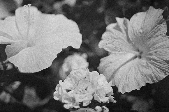 12 Carlos Castro - Ilford HP5+ 400 por Arca Film Lab (Septiembre 2024) - Rollo 0345