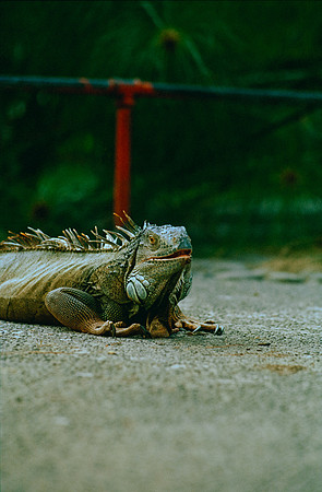 17 Eduardo Chávez - Kodak Portra 400 por Arca Film Lab (Julio 2024) - Rollo 0201