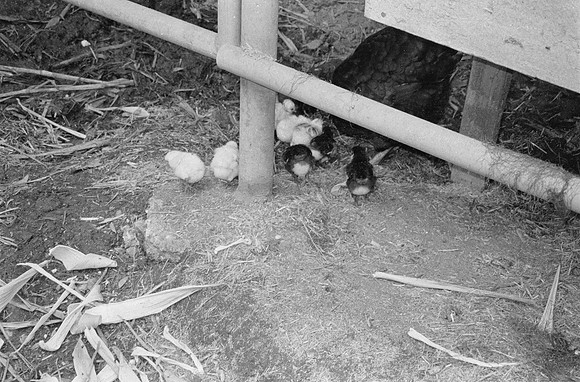28 Carmen Tórres - Ilford HP5+ 400 por Arca Film Lab (Septiembre 2024) - Rollo 0334