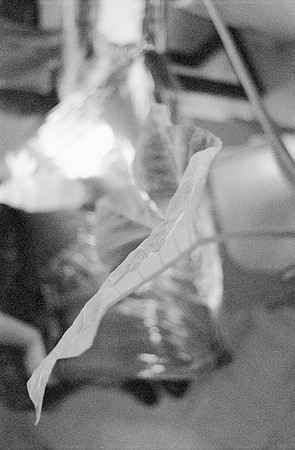 02 Durden - Kodak BW400CN por Arca Film Lab (Noviembre 2024) - Rollo 0499