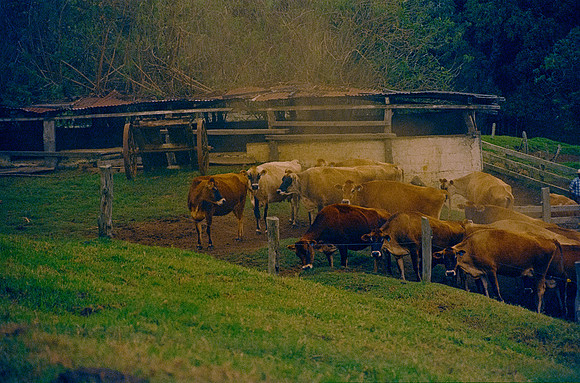 27 Omar Véliz - Kodak Vision 3 500T por Arca Film Lab (Febrero 2025) - Rollo 0682