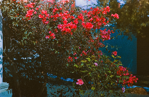 21 Carlos Quintero - Kodak Ektachrome 100 por Arca Film Lab (Marzo 2025) - Rollo 0772