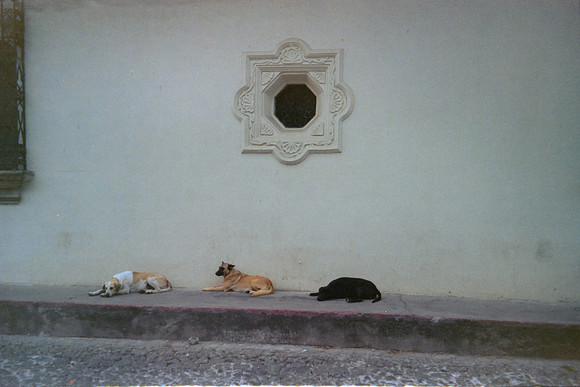 15 Dominique Chamorro - Kodak Ultramax 400 por Arca Film Lab (Mayo 2024) - Rollo 0068