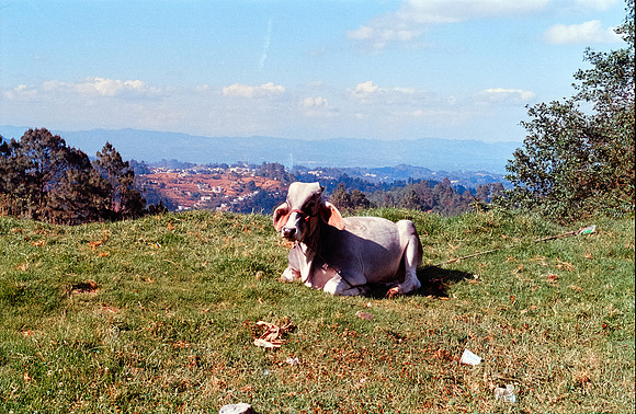 11 Francisco Chang - Kodak Ultramax 400 por Arca Film Lab (Junio 2024) - Rollo 0128
