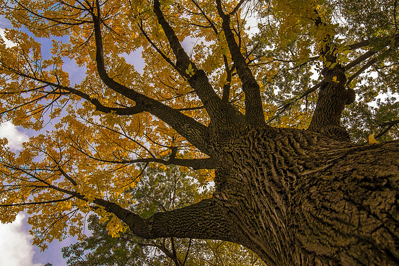 El árbol que nunca dejó de crecer