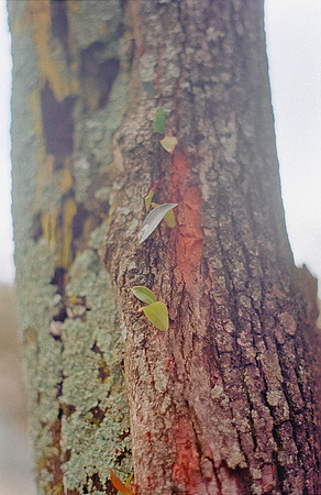 34 Shirley Rabanales - Fujifilm 400 por Arca Film Lab (Septiembre 2024) - Rollo 0373