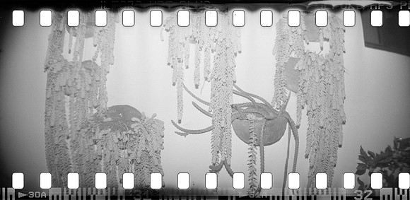 13 Mauricio Salguero - Ilford HP5+ 400 por Arca Film Lab (Abril 2025) - Rollo 0921